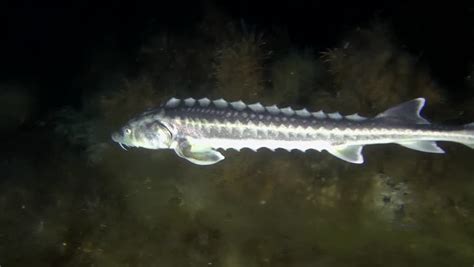 His excellency the governor general in council, on the recommendation of the minister of fisheries and oceans, pursuant to subsections 34(2), 36(5) and 43(1) footnote a and (2) footnote b of the fisheries act footnote c, makes the annexed. Russian Sturgeon (acipenser Gueldenstaedtii) Swims Stock ...