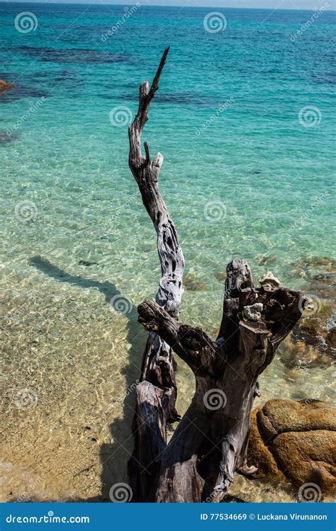 Dead Tree And Turquoise Sea Stock Image Image Of Background Beach