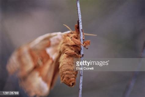 Desert Moth High Res Stock Photo Getty Images