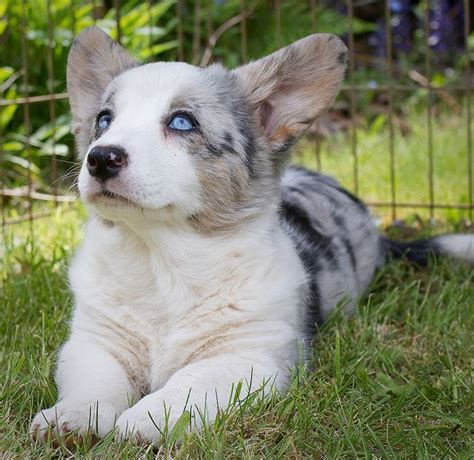 The puppies are raised in the house as part of our family; PuppyParade: Blue eyez