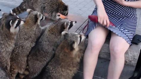surprise raccoon attack group of raccoons steal from girl during photo shoot youtube