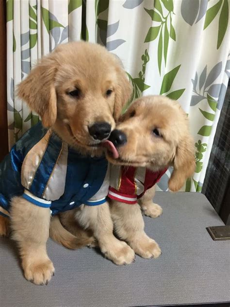 Come On Give Me A Little Kiss Dogs Golden Retriever Golden