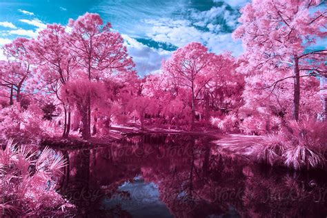 Black Water Lake And Pink Trees By Adam Nixon Infrared Landscape