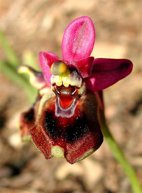 Ophrys Tenthredinifera Strange Flowers Unusual Flowers Rare Orchids