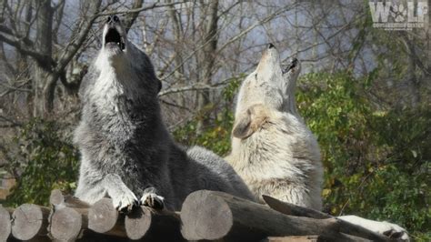 Ambassador Wolves Alawa And Zephyr Turn Seven Wolf Conservation Center