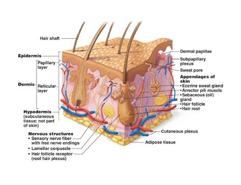 Find over 100+ of the best free human skin images. SKIN DIAGRAM | Skin anatomy, Integumentary system, Skin ...