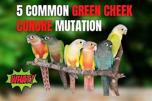 Green Cheek Conure Color Mutations Chart Infoupdate Org
