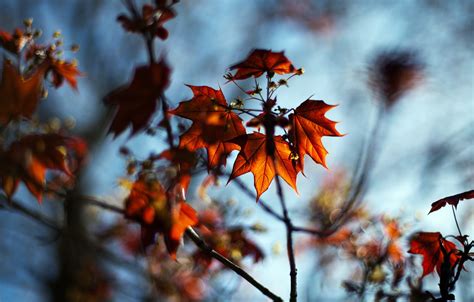 Wallpaper Autumn Leaves Macro Nature Branch Blur Maple Bokeh