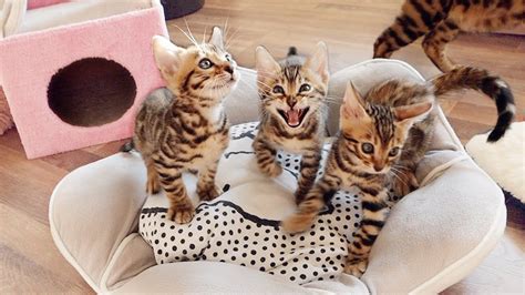 Bengal Kittens Cant Stop Screaming Chirping And Meowing Youtube