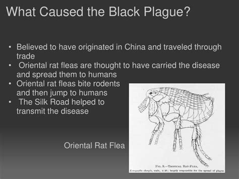 Ppt The Black Plague Powerpoint Presentation Id4702420