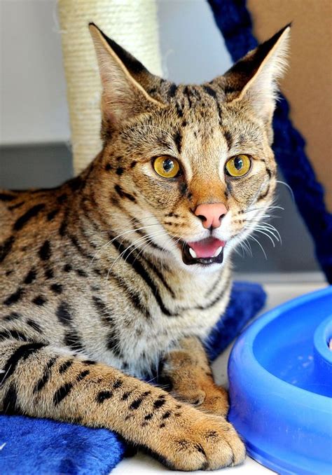 It is the only domesticated species in the family felidae and often referred to as the domestic cat to distinguish it from wild members of the family. Savannah Cat: The biggest cat breed with the loudest purr ...