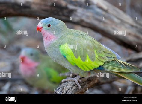 Australia Northern Territory Alice Springs Princess Parrot Aka Queen