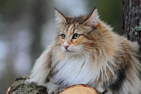 Norwegian Forest Cat Purrfectcatbreeds