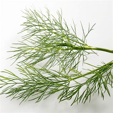 Since dill has a long tap root, you need to be sure that your pot is big enough to accommodate the root. Dill | Küchengötter