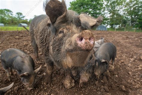 Sow And Piglets Stock Image C0574834 Science Photo Library