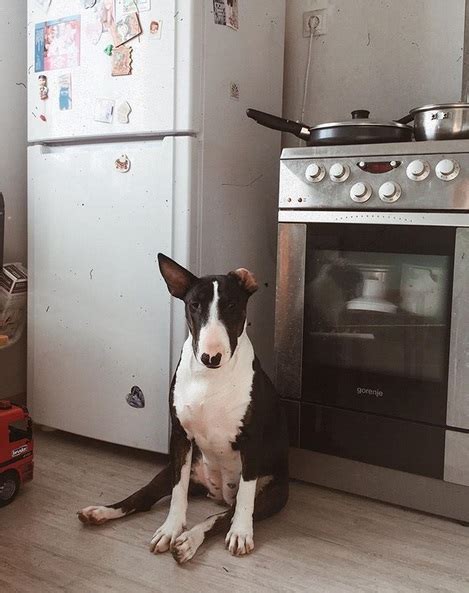14 funny bull terrier pictures that will make you smile page 3 the paws