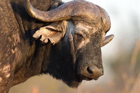 Cape Buffalo Facts Animal Facts Encyclopedia