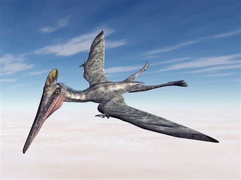 Dinosaur Discovery Scientists Stunned By Four New Pterosaur Species
