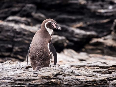 .vinculó a la hija de michelle bachelet con la polémica minera dominga. Pinguino - Alianza Humboldt celebra nuevo revés que ...