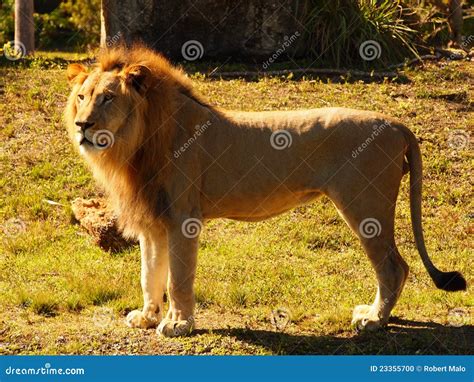 Male Lion Standing On Side Stock Photo Image 23355700