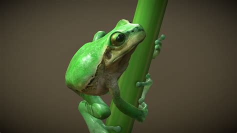 European Tree Frog Buy Royalty Free 3d Model By Nestaeric E8459fa