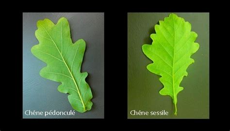 How To Recognize Pedunculate And Sessile Oak