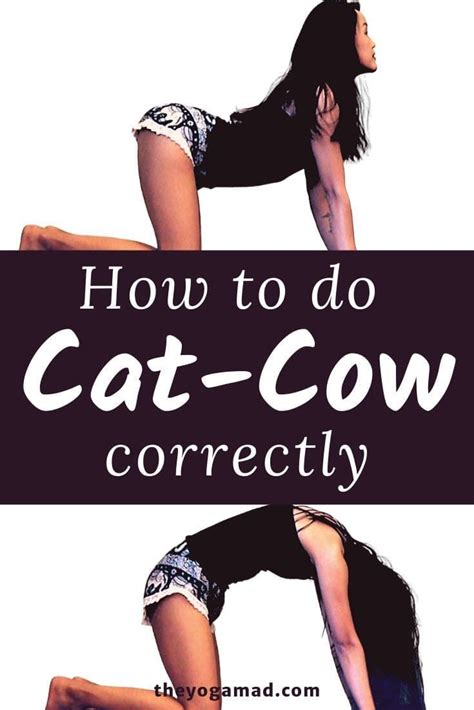 12 Cat Cow Pose Yoga Benefits Yoga Poses