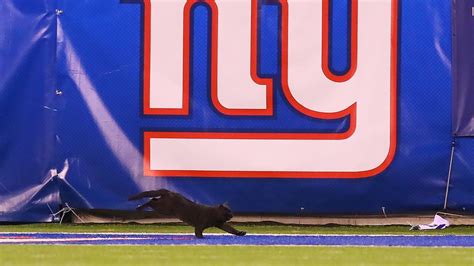 Black Cat Halts Giants Cowboys Monday Night Football Game Leaving