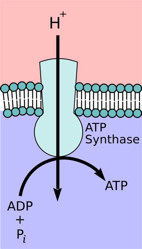 World Of Biochemistry Blog About Biochemistry Mitochondrial Atp