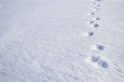 Animal Footprints On Snow — Stock Photo © Blasbike 2376908
