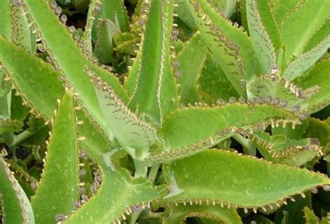 Kalanchoe medicinal para qué sirve y cómo se utiliza