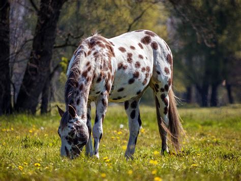 Get To Know The Spotted-Coat Horses Guaranteed To Steal Your Heart ...
