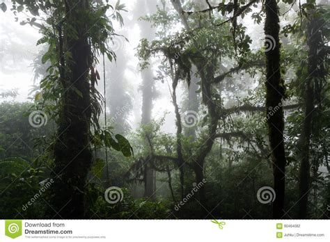 Deep In Lush Foggy Rainforest Stock Photo Image Of Costa Greenery