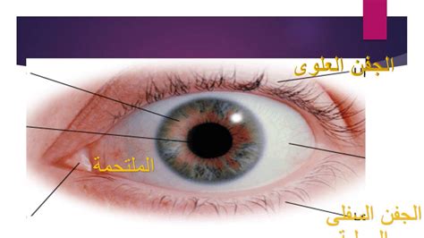 أفضل المواقع المخصصة لتعلم الإنجليزية للأطفال بطرق تفاعلية وبواسطة الألعاب التعليمية المفيدة، مواقع مفيدة سوف نقوم ان شاء الله بعرض أفضل المواقع التي تقدم لكم خدمة تعليمية بسيطة مناسبة للأطفال وكذلك للمبتدئين من الكبار، أولائك الذين. ‫العين /تركيب عين الانسان -اجزاء العين‬‎ - YouTube