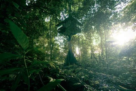 Gibbon Experience Laos Oder Tree Top Explorer Baumhaus Reiseblog