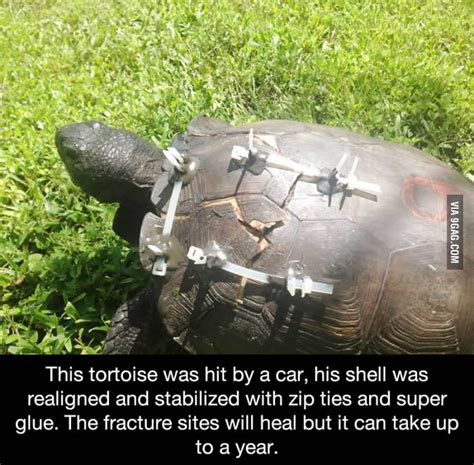 Faith In Humanity Restored Animals Faith In Humanity Restored