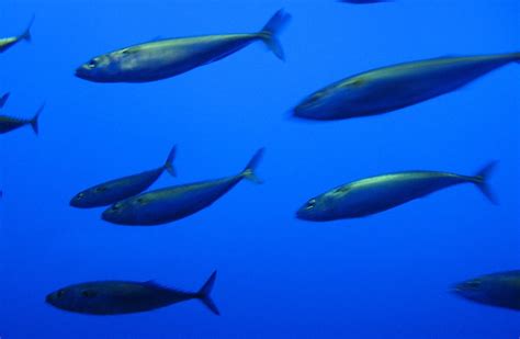 Find images of tuna fish. Mackerel? Young tuna? Not sardines or anchovies... | Flickr