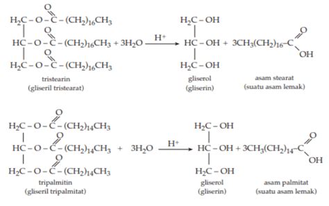Kimia Kelas 12 Karbohidrat Protein Lemak Bit Cdn