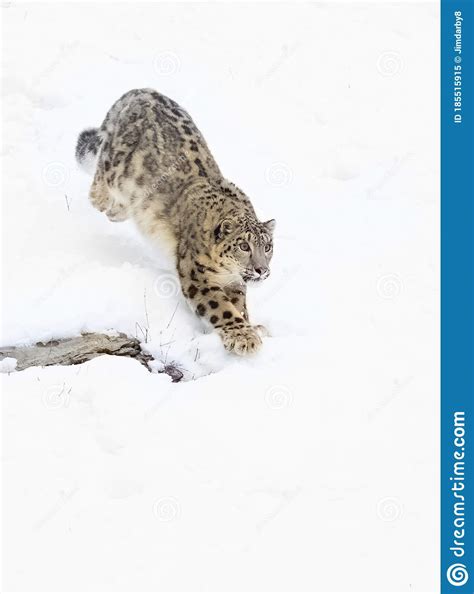 A Snow Leopard Panthera Uncia Walking On A Snow Covered Rocky Cliff In