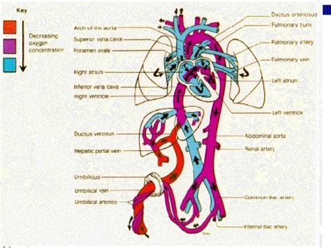 Fetal Circulation Dr Trynaadh