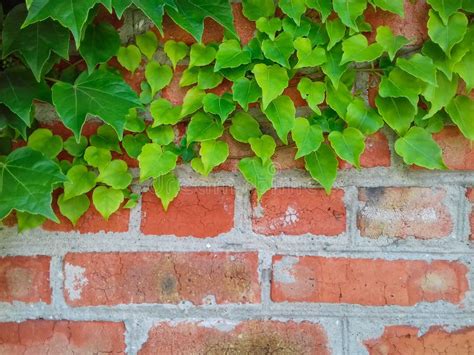 Ivy On A Red Brick Wall Young Ivy Branches On A Rough Background