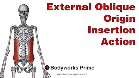 External Oblique Anatomy Origin Insertion Action Youtube