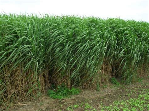 8 more photos view gallery. Miskant olbrzymi (Miscanthus x giganteus)