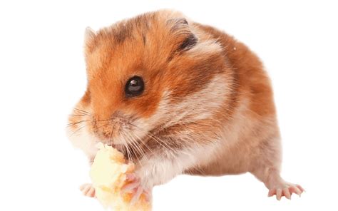 Yes, hamsters can eat banana peels. How Much Banana Can A Hamster Eat?
