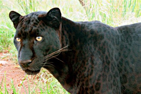 Chasing Mpumalangas Black Leopard News