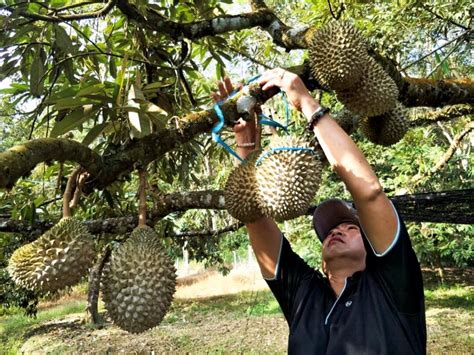 Manaweblife 723.212 views3 years ago. Harga durian Musang King kembali melonjak - Malaysia Kita