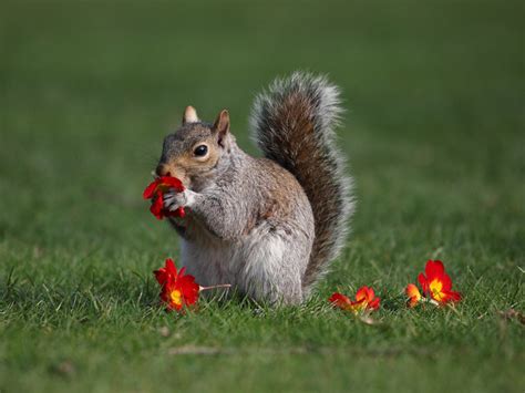 Squirrel Eating A Flower Flickr Photo Sharing