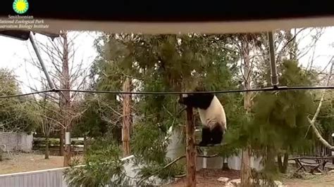 National Zoos Panda Cam Back Online After Government Shutdown Ends Video