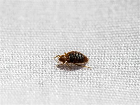 How Do Bed Bugs Travel Fox Pest Control