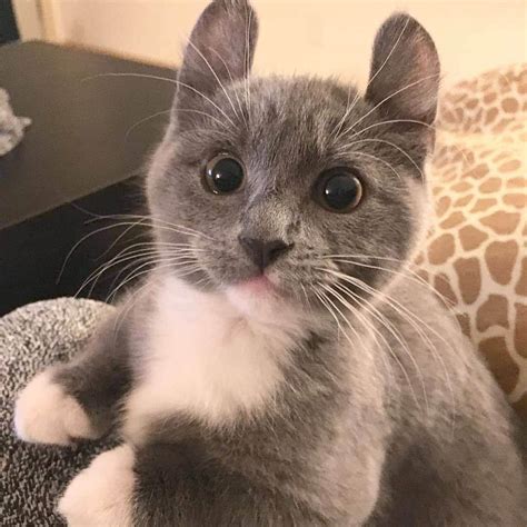 Explore our cat breed section. House Cat Breeds You Have Most Likely Never Heard Of